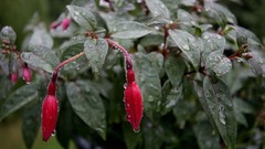 Nature Flowers Plants