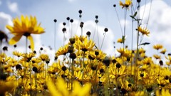 Nature Flowers Plants