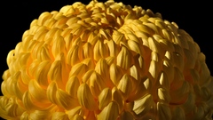 Nature Flowers Plants