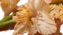 Nature Flowers Plants