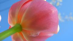 Nature Flowers Plants