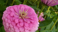 Nature Flowers Plants