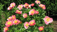 Nature Flowers Plants