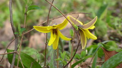 Nature Flowers Plants