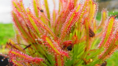 Nature Flowers Plants