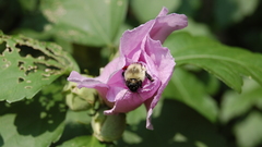 Nature Flowers Plants