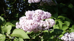 Nature Flowers Plants