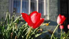 Nature Flowers Plants