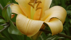 Nature Flowers Plants