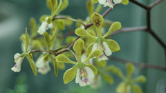 Nature Flowers Plants
