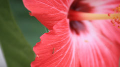 Nature Flowers Plants