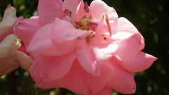 Nature Flowers Plants