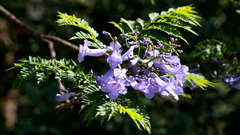 Nature Flowers Plants