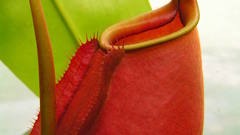 Nature Flowers Plants