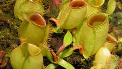 Nature Flowers Plants