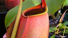 Nature Flowers Plants