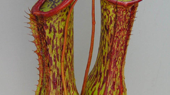 Nature Flowers Plants