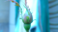 Nature Flowers Plants