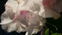 Nature Flowers Plants