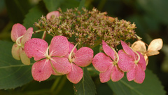 Nature Flowers Plants
