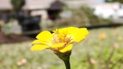 Nature Flowers Plants