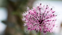 Nature Flowers Plants allium