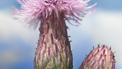 Nature Flowers Plants bees