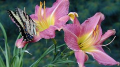 Nature Flowers Plants Butterflies