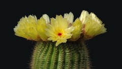 Nature Flowers Plants cactus