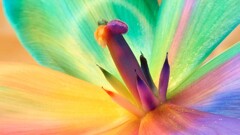 nature Flowers Plants colorful vibrant macro