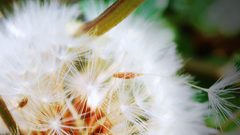 Nature Flowers Plants dandelions