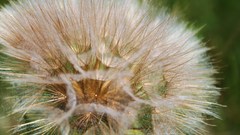Nature Flowers Plants dandelions