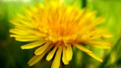 Nature Flowers Plants dandelions