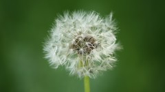 Nature Flowers Plants dandelions