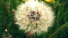 Nature Flowers Plants dandelions