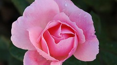 Nature Flowers Plants decoration