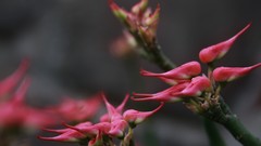 Nature Flowers Plants depth