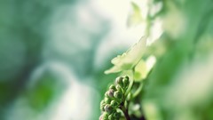 Nature Flowers Plants depth