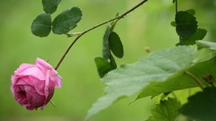 Nature Flowers Plants depth
