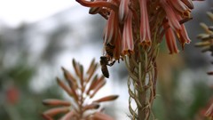 Nature Flowers Plants depth