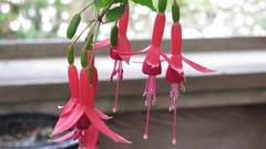 Nature Flowers Plants flower