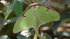 Nature Flowers Plants flower
