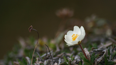 Nature Flowers Plants flower