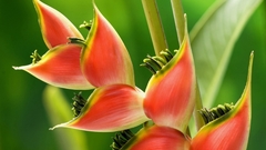 Nature Flowers Plants Heliconias