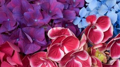 Nature Flowers Plants Hydrangeas