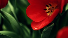 Nature Flowers Plants Landscapes