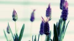Nature Flowers Plants lavender