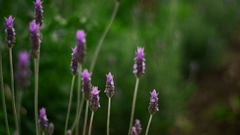 Nature Flowers Plants lavender