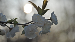 Nature Flowers Plants light