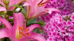 Nature Flowers Plants Lilies